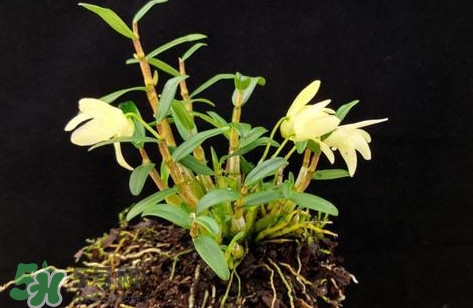 鐵皮石斛多少錢一斤2017？鐵皮石斛的價(jià)格