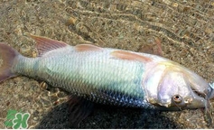 馬口魚怎么吃？馬口魚怎么做好吃？