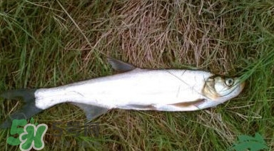 翹嘴魚多少錢一斤2017？翹嘴魚價格