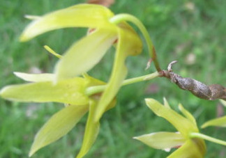 石斛花什么時(shí)候采摘？石斛花泡水喝有什么功效