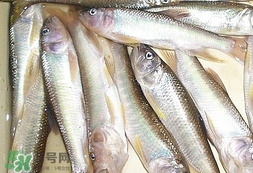 馬口魚怎么吃？馬口魚怎么做好吃？