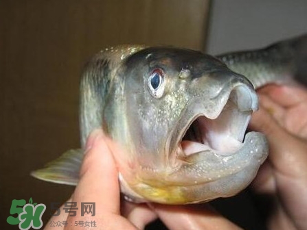 馬口魚怎么釣？馬口魚什么時(shí)候釣最好