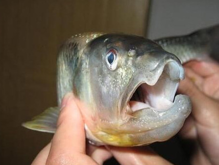 釣馬口魚(yú)用什么餌料？釣馬口魚(yú)用什么打窩？