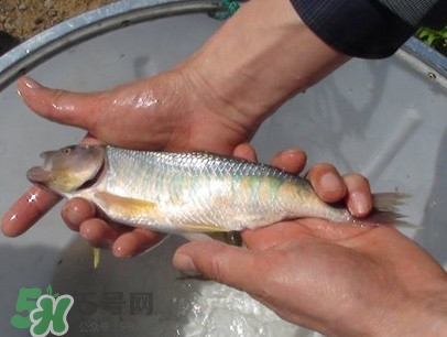 馬口魚(yú)喜歡吃什么？馬口魚(yú)一般生長(zhǎng)在什么地方