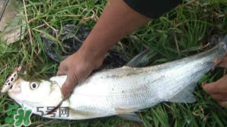 翹嘴魚多少錢一斤2017？翹嘴魚價格