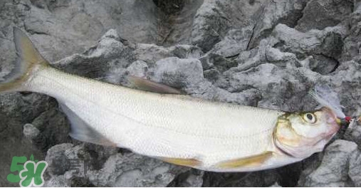 翹嘴魚是什么魚？翹嘴魚是淡水魚嗎