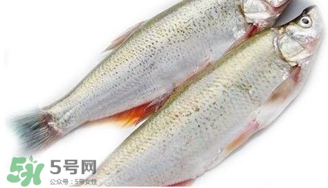 白條魚能長多大？白條魚可以長多大？