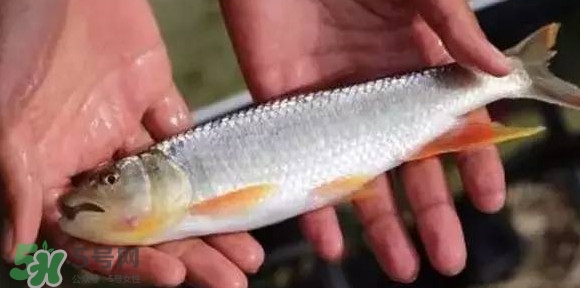 馬口魚能長多大？馬口魚最大能長多長？