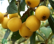 枇杷核可以泡水喝嗎?枇杷泡水喝的功效 枇杷核可以泡水喝嗎?枇杷泡水喝的功效