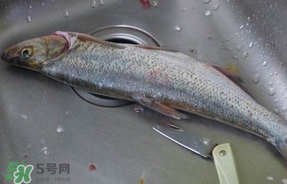 翹殼是什么魚？翹殼魚多少錢一斤2017？