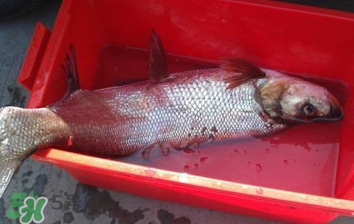 翹殼魚怎么做好吃？翹殼魚刺多嗎