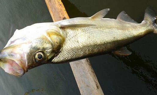 翹嘴魚是白條嗎？翹嘴魚和白條的區(qū)別