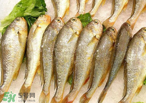 小黃魚長(zhǎng)大后會(huì)不會(huì)變成大黃魚？