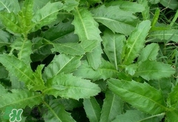 刺兒菜是蒲公英嗎？刺兒菜和蒲公英的區(qū)別