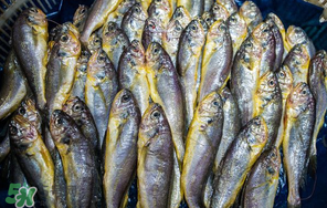 小黃魚多少錢一斤？野生小黃魚多少錢一斤？