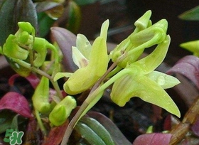 鐵皮石斛花多少錢(qián)一斤2017？石斛花多少錢(qián)一斤