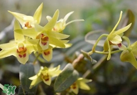 鐵皮石斛開花了怎么辦？鐵皮石斛的花怎么吃