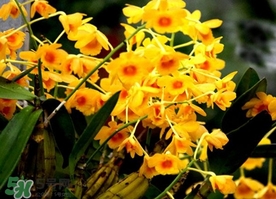 石斛花什么時候采摘？石斛花泡水喝有什么功效