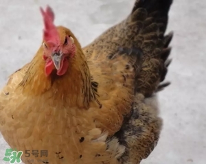 母雞是什么牌子？無(wú)印良品為什么叫母雞？