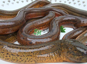 鱔魚(yú)可以養(yǎng)多久？鱔魚(yú)怎么養(yǎng)？