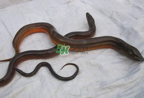 鱔魚(yú)可以養(yǎng)多久？鱔魚(yú)怎么養(yǎng)？