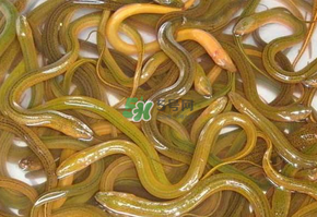 鱔魚(yú)可以養(yǎng)多久？鱔魚(yú)怎么養(yǎng)？