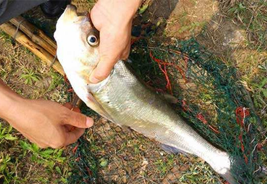 翹嘴魚是白條嗎？翹嘴魚和白條的區(qū)別