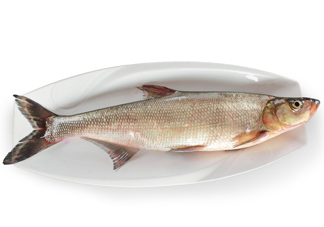 翹嘴魚多少錢一斤2017？翹嘴魚價格