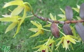 石斛花什么時候采摘？石斛花泡水喝有什么功效