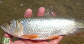 馬口魚(yú)喜歡吃什么？馬口魚(yú)一般生長(zhǎng)在什么地方