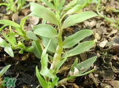 鐵皮石斛多少錢一斤2017？鐵皮石斛的價(jià)格