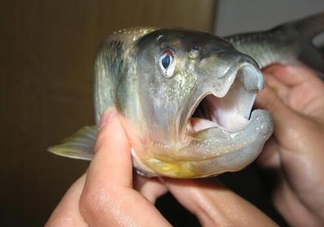 馬口魚怎么釣？馬口魚什么時(shí)候釣最好