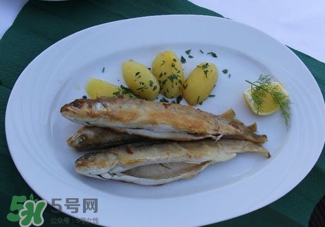 馬口魚能長多大？馬口魚最大能長多長？