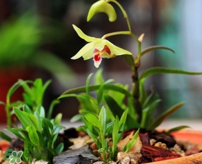 鐵皮石斛怎么養(yǎng)？鐵皮石斛盆栽種植方法