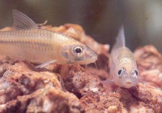 馬口魚能養(yǎng)殖嗎？馬口魚怎么養(yǎng)？