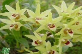 鐵皮石斛花多少錢(qián)一斤2017？石斛花多少錢(qián)一斤