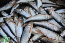 馬口魚多少錢一斤2017？野生馬口魚多少錢一斤？