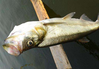 翹嘴魚是白條嗎？翹嘴魚和白條的區(qū)別