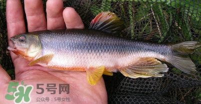 馬口魚多少錢一斤2017？野生馬口魚多少錢一斤？