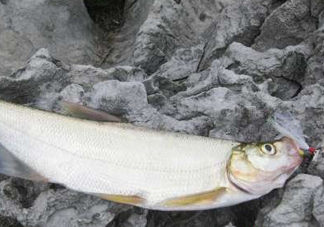 翹嘴魚是什么魚？翹嘴魚是淡水魚嗎