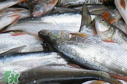 馬口魚怎么釣？馬口魚什么時(shí)候釣最好