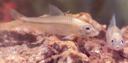 馬口魚能養(yǎng)殖嗎？馬口魚怎么養(yǎng)？