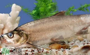 翹殼魚怎么做好吃？翹殼魚刺多嗎