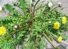 刺兒菜是蒲公英嗎？刺兒菜和蒲公英的區(qū)別