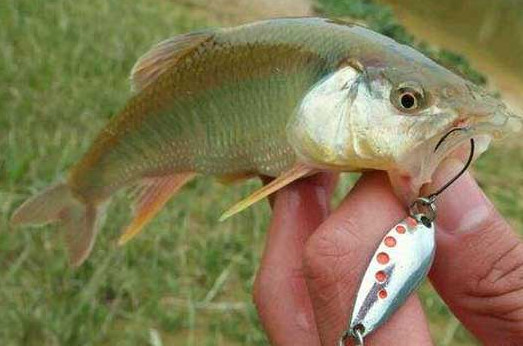 釣馬口魚(yú)用什么餌料？釣馬口魚(yú)用什么打窩？