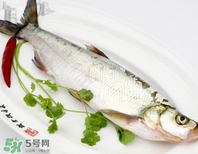 白條魚能長多大？白條魚可以長多大？