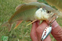 馬口魚怎么吃？馬口魚怎么做好吃？