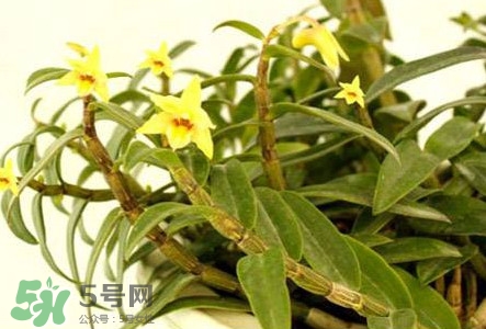 鐵皮石斛花多少錢(qián)一斤2017？石斛花多少錢(qián)一斤