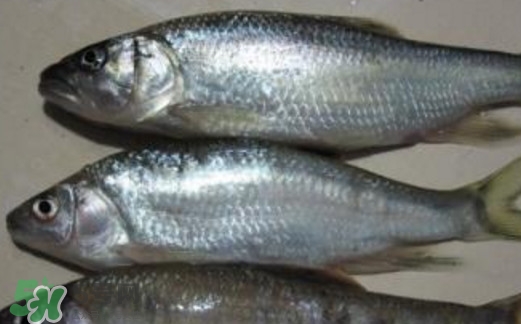 馬口魚(yú)喜歡吃什么？馬口魚(yú)一般生長(zhǎng)在什么地方