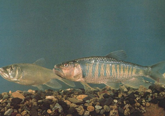 馬口魚是海魚嗎？馬口魚是什么魚